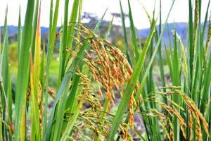 Wild Rice