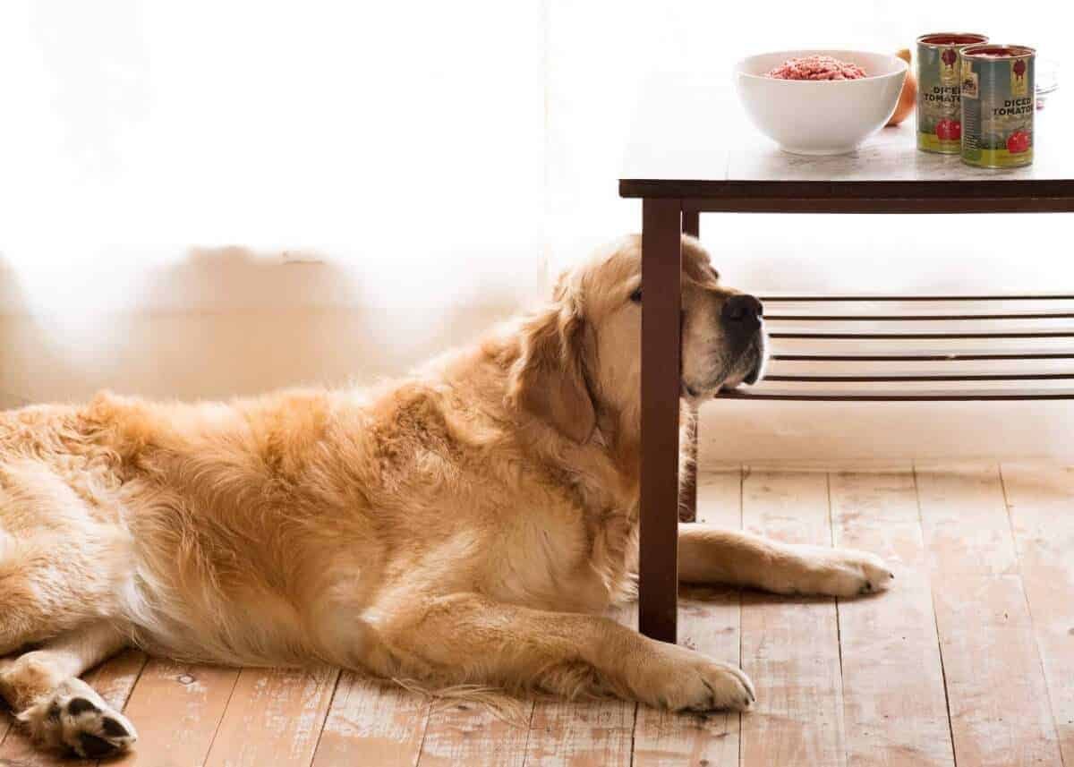 Dozer the golden retriever dog minding Chili ingredients