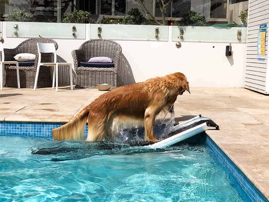 Dozer the golden retriever climbing out of pool ramp