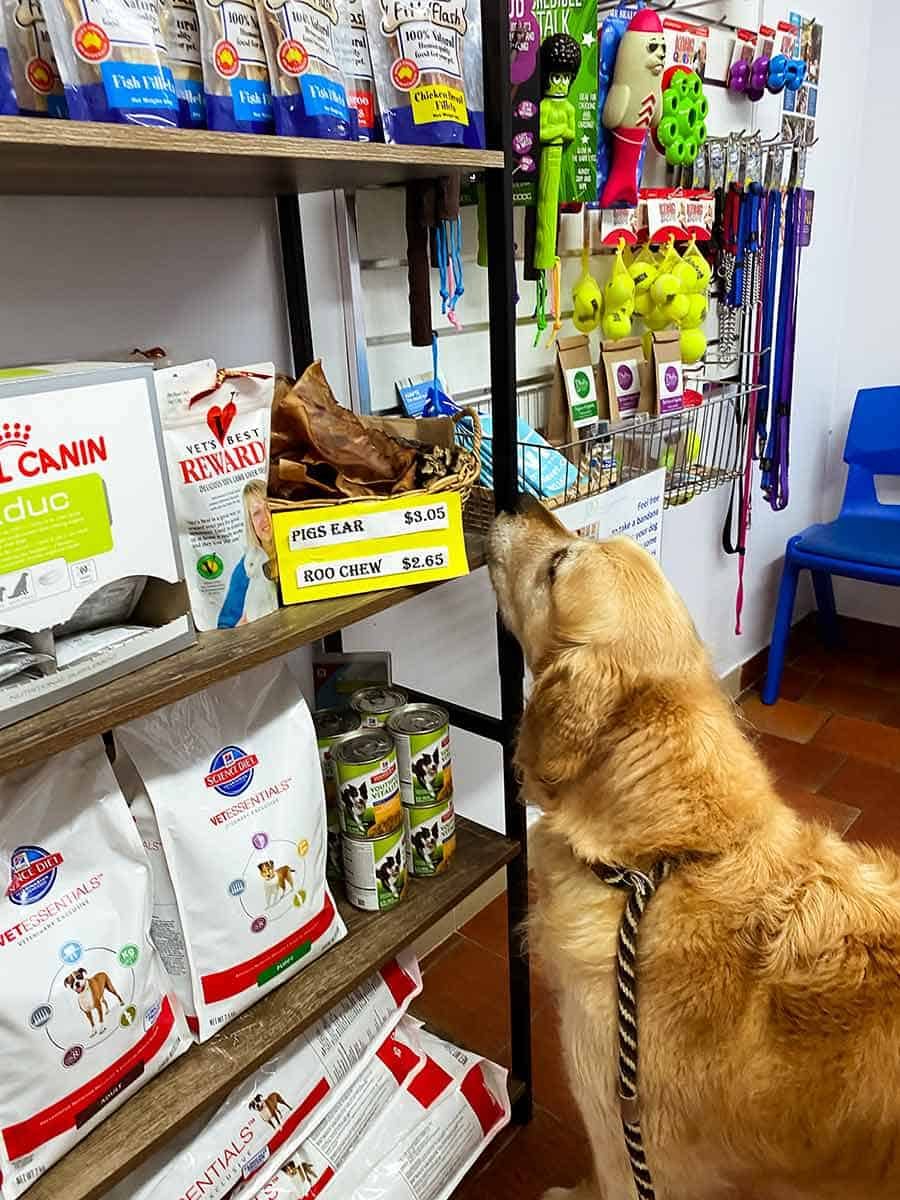 Dozer at vet sniffing food