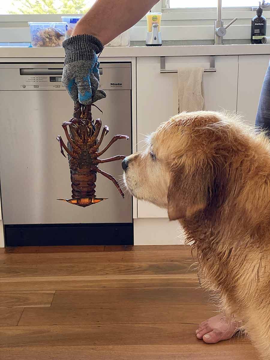 Dozer-freaking-out-over-lobster