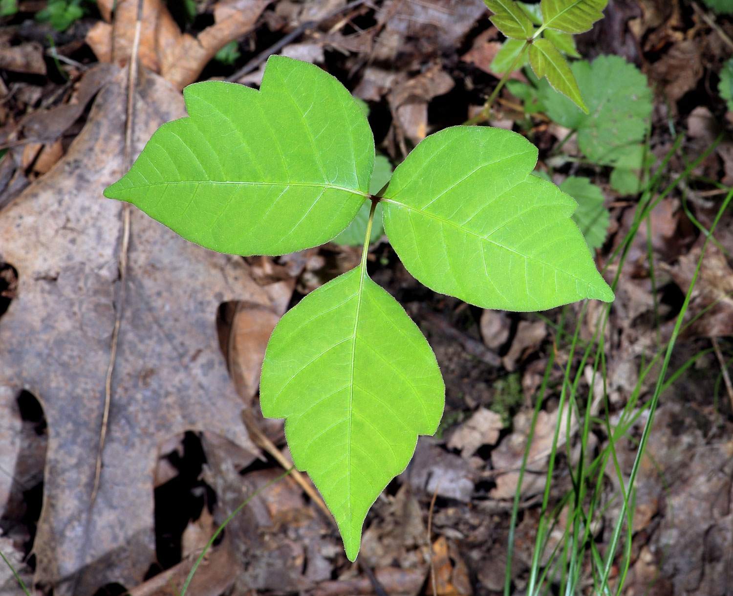 Poison Ivy Leaves