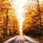 road with autumn trees in michigan