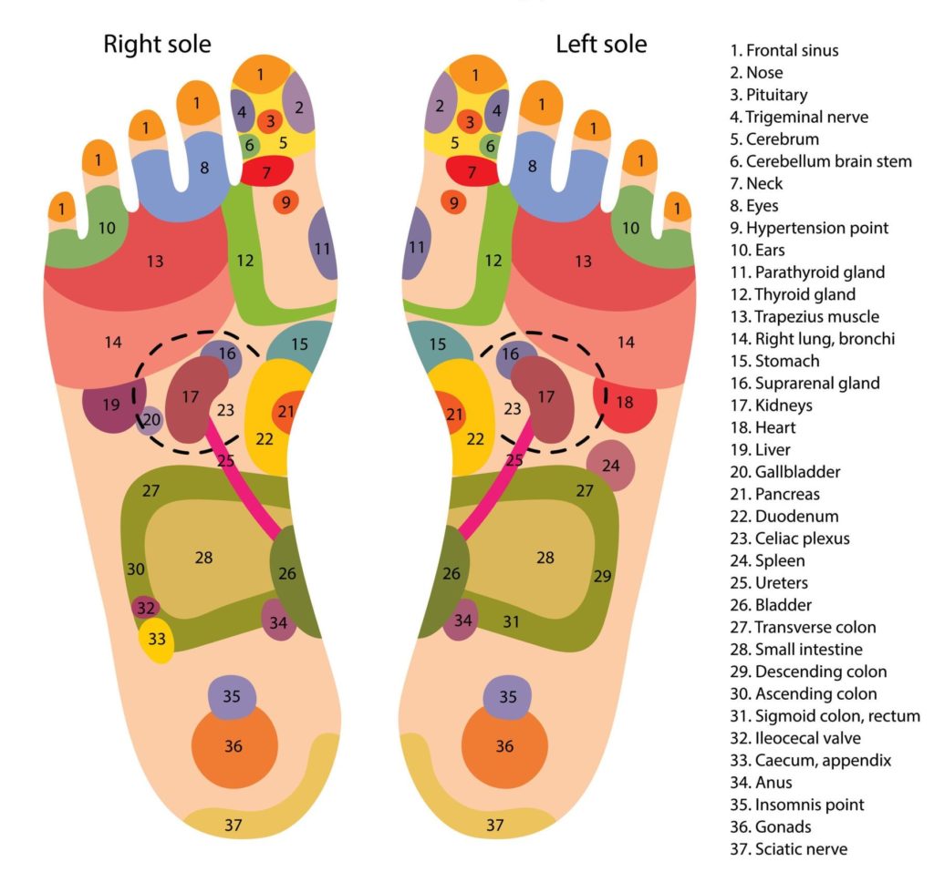 Free Printable Reflexology Chart