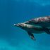 Dolphin pair in Egypt