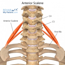 Neck articles | Rehab My Patient