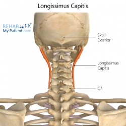 Neck articles | Rehab My Patient