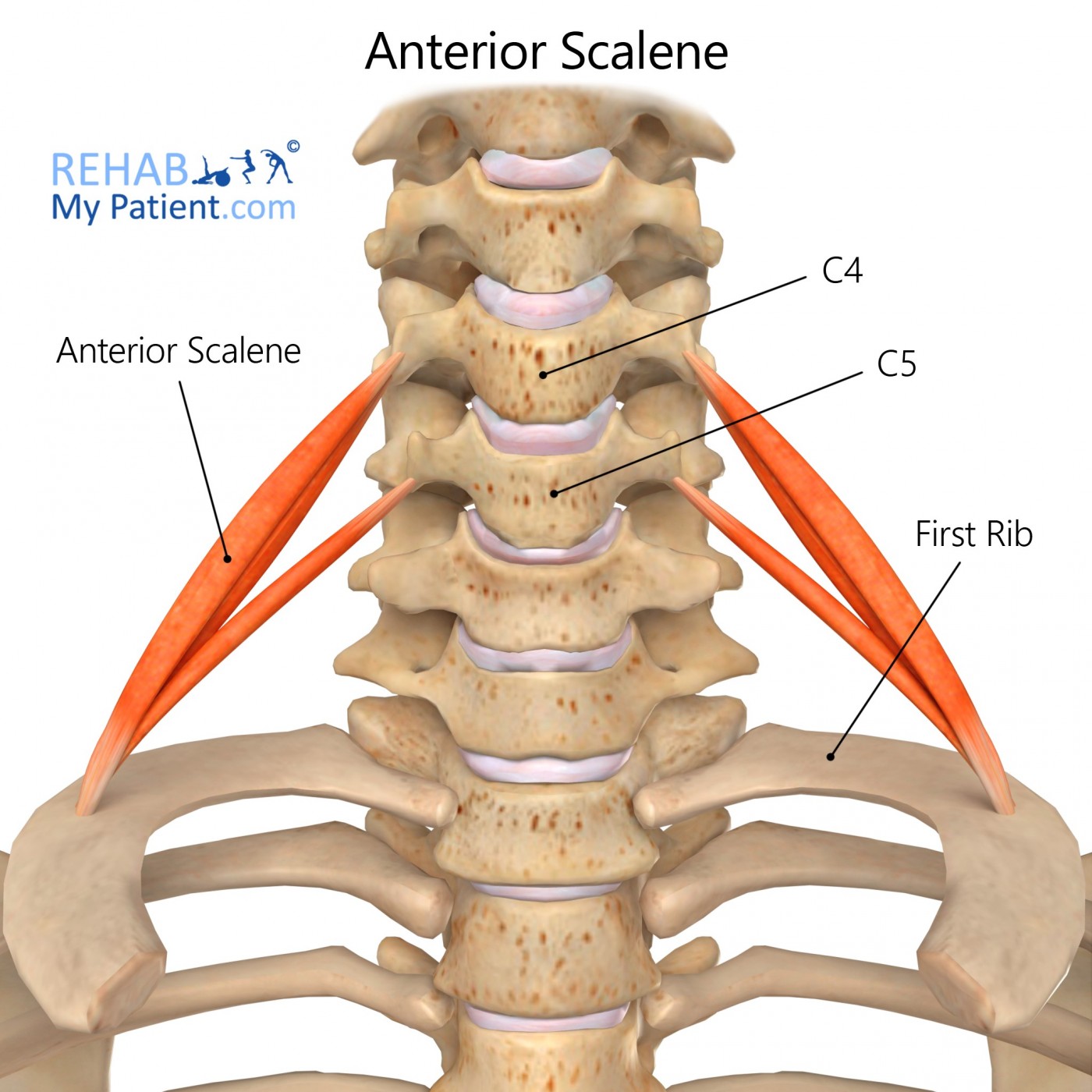 Anterior Scalene (Scalenus Anticus) | Rehab My Patient