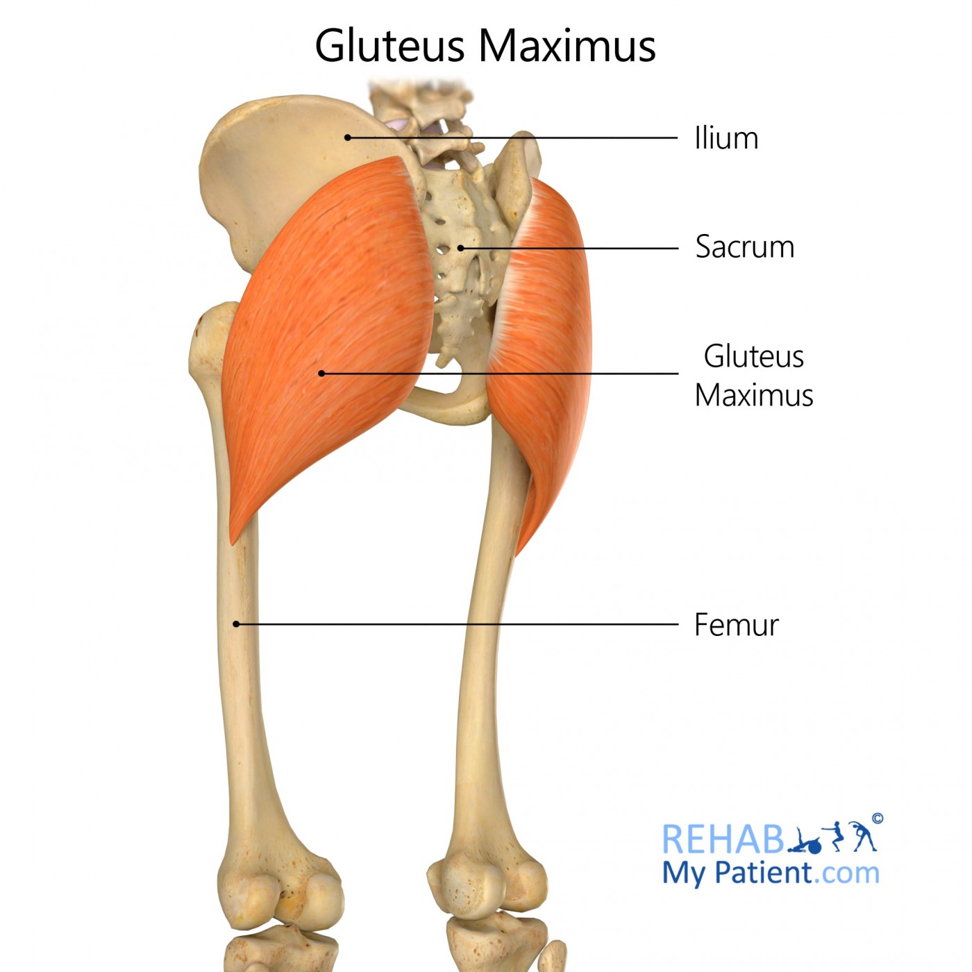 Gluteus Maximus