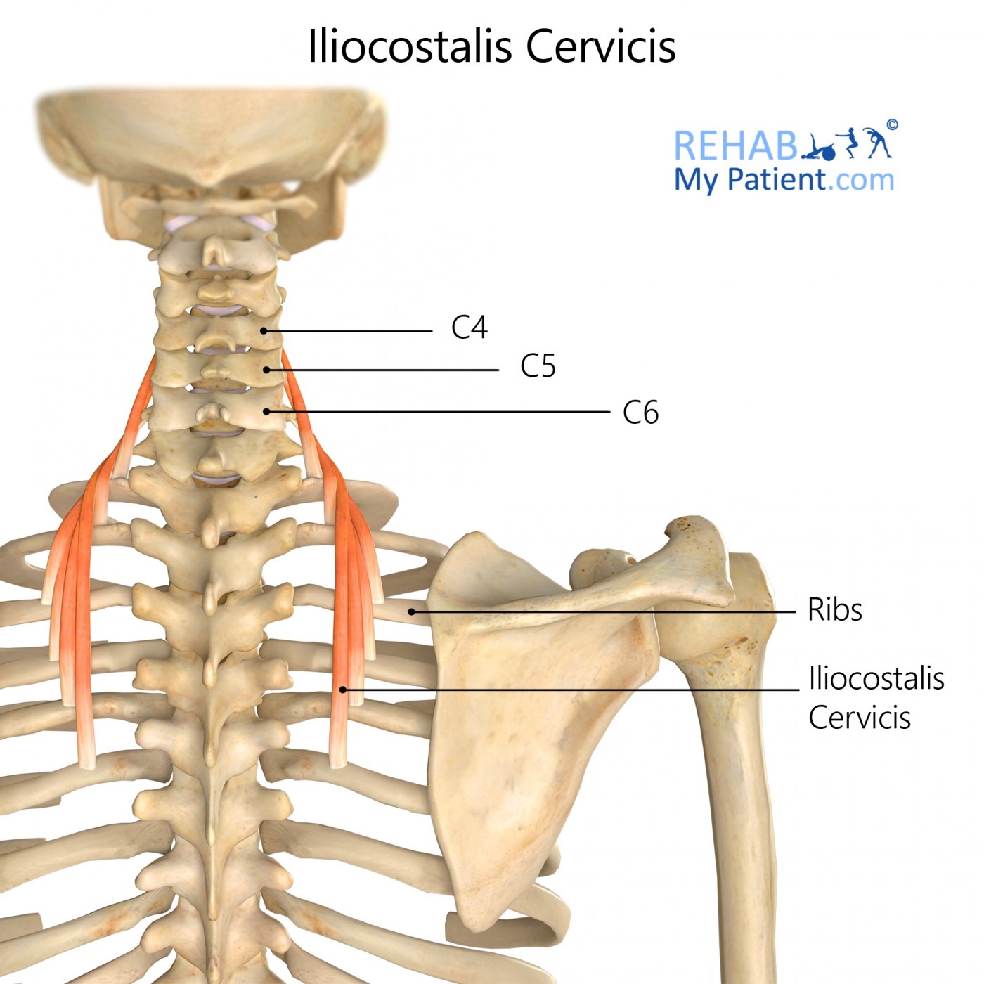 Iliocostalis Cervicis | Rehab My Patient