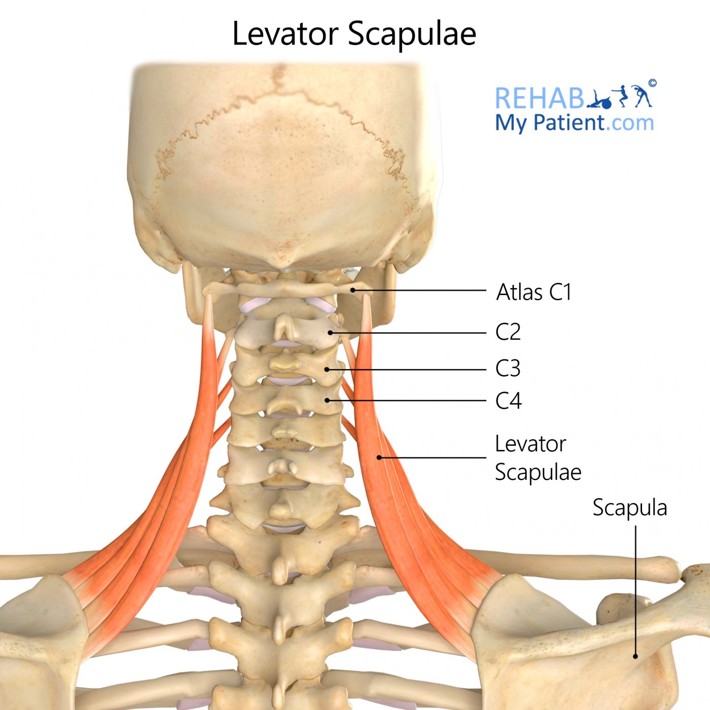 Levator Scapulae | Rehab My Patient