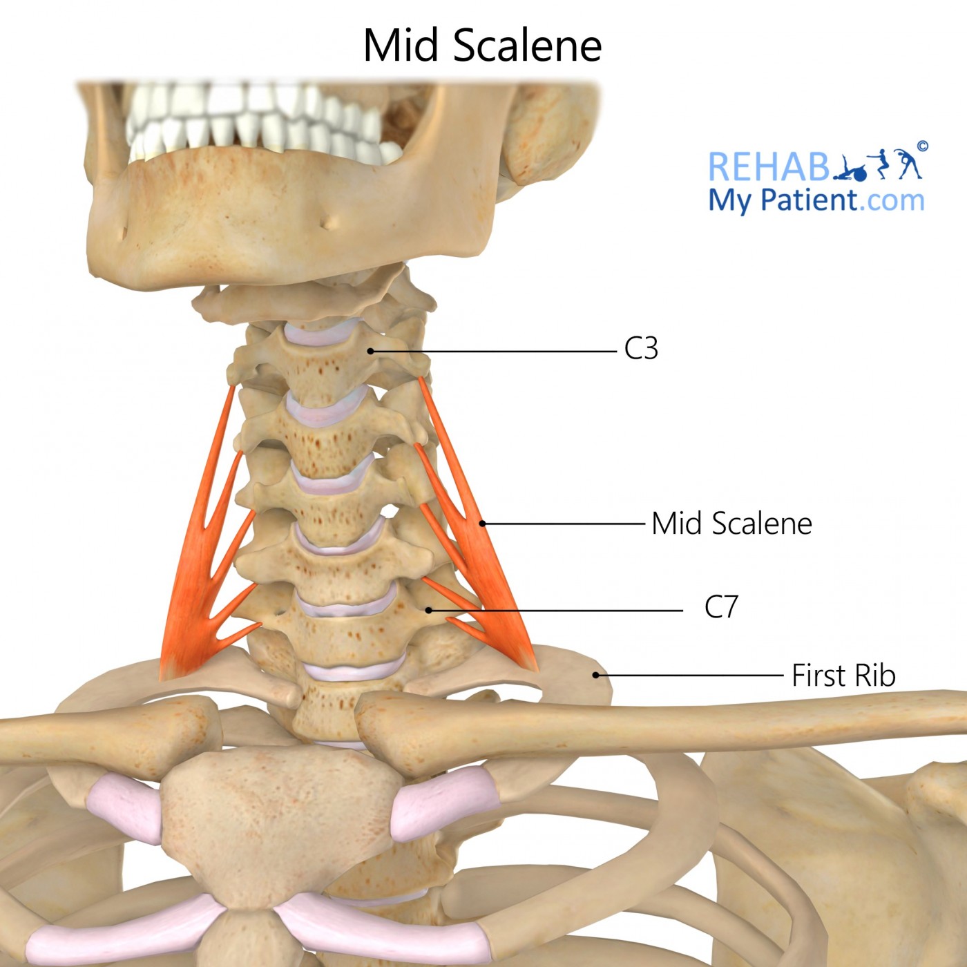 Mid Scalene | Rehab My Patient