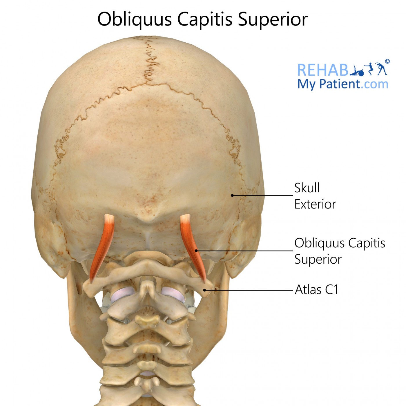 Obliquus Capitis Superior | Rehab My Patient