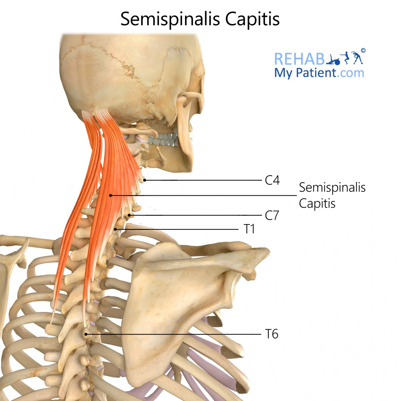 Splenius Muscle