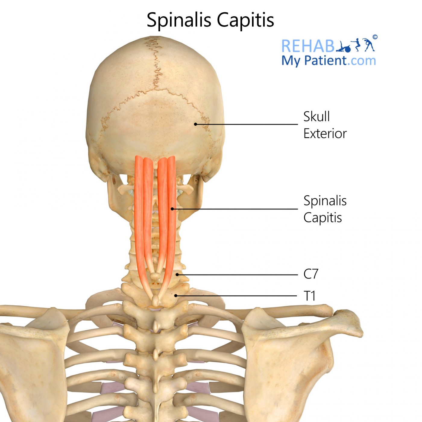 Spinalis