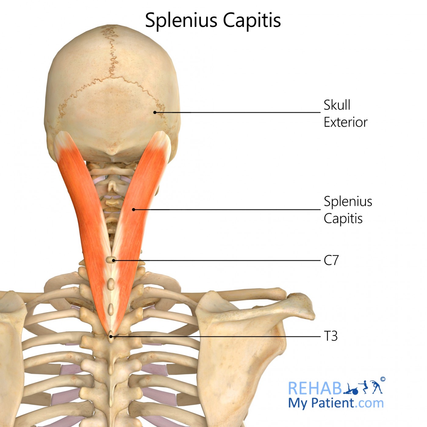 Splenius Capitis | Rehab My Patient