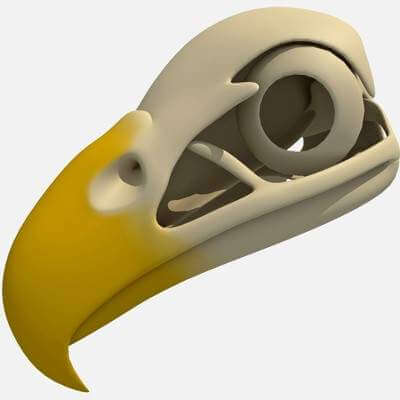 Bald Eagle Skull