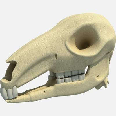 Kangaroo Skull