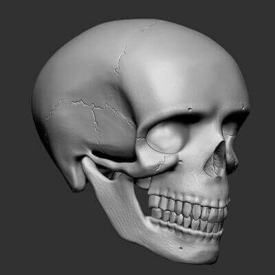 Human Skull