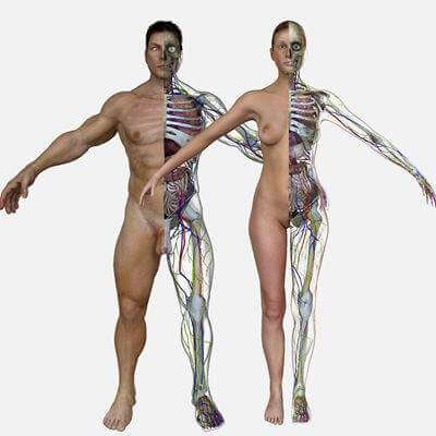 Full Body Anatomy Combo Pack