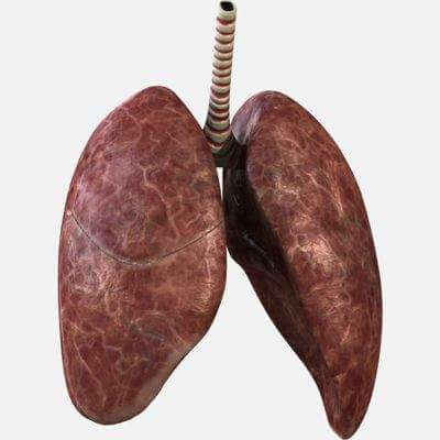 Human Lungs