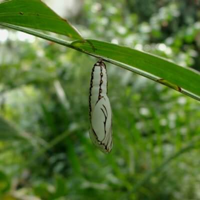 Chrysalis 2