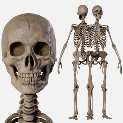 Human Male Skeleton