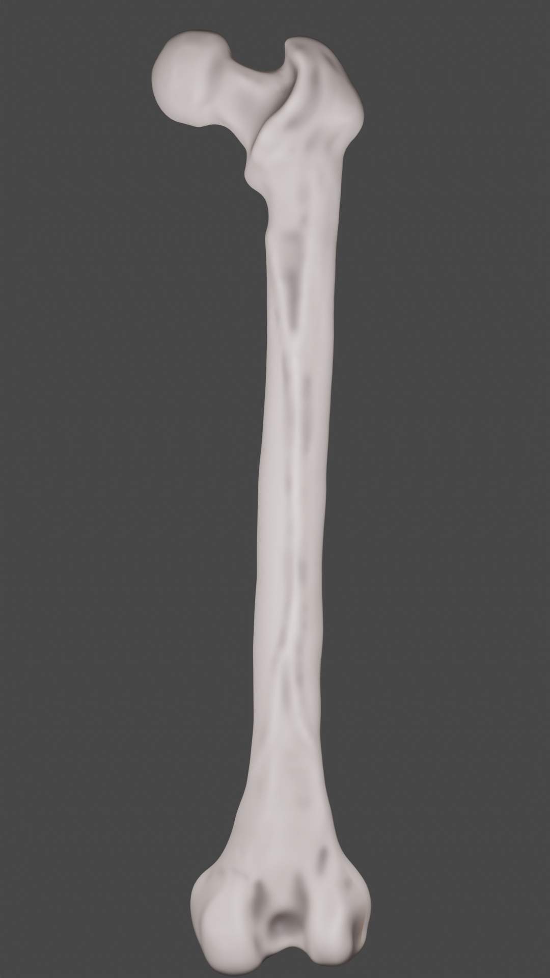 Femur Bone Closed and Sliced - 3D Model by OtavioOliveira