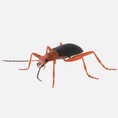 Bombardier Beetle