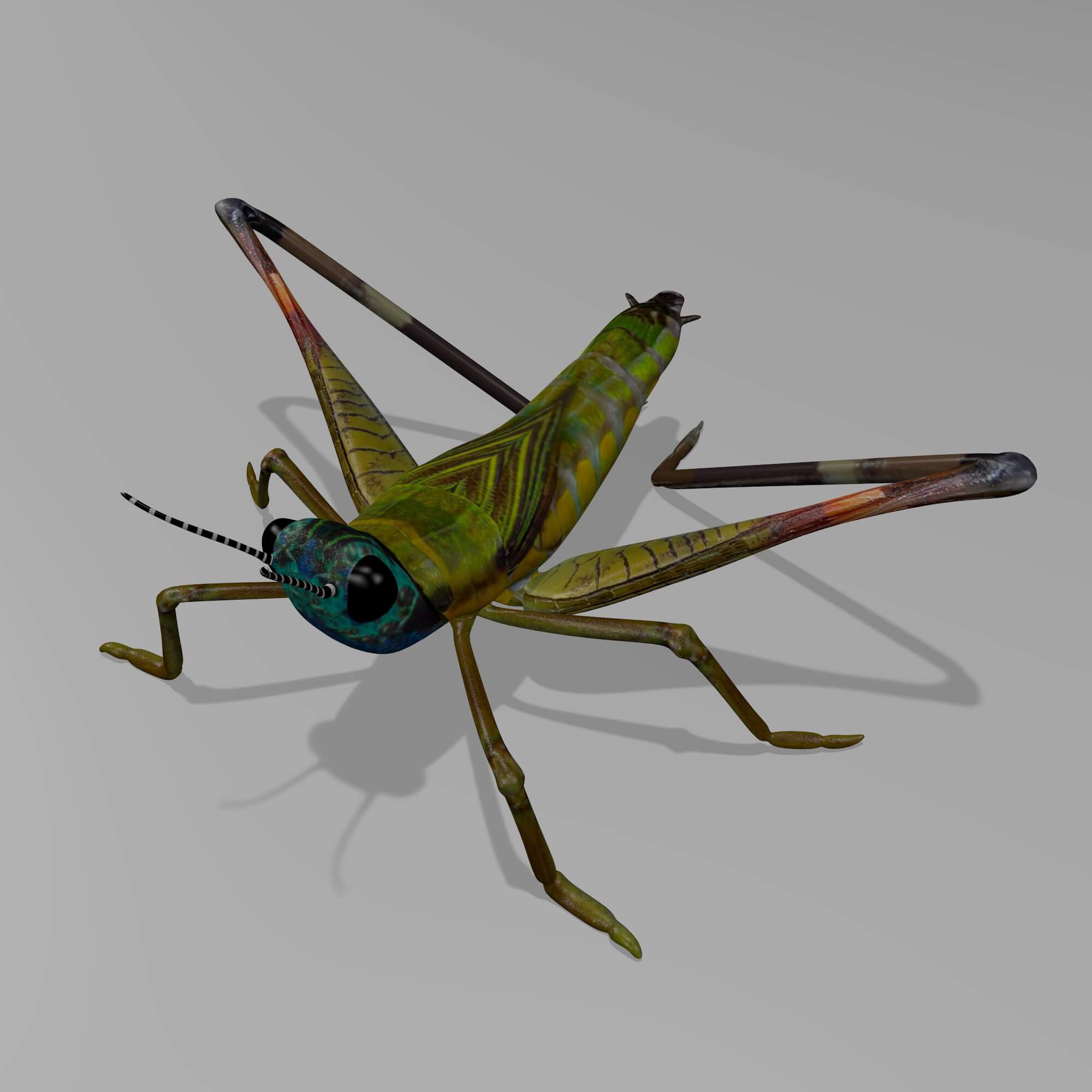 Cricket 3D Model