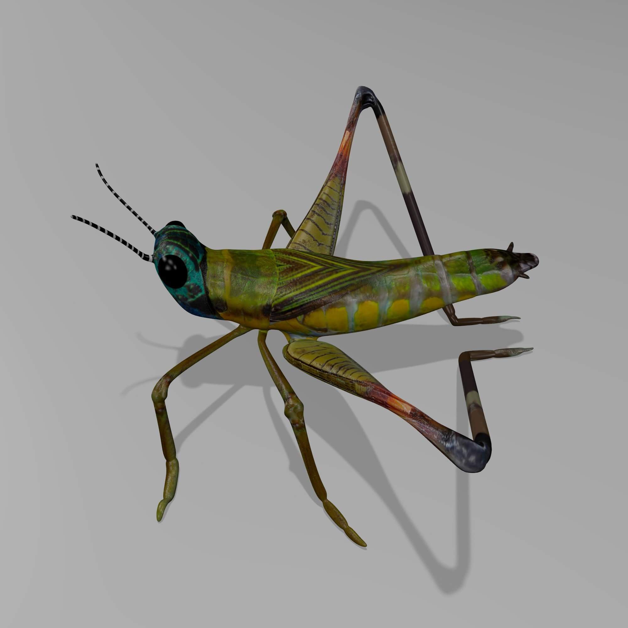 Cricket 3D Model