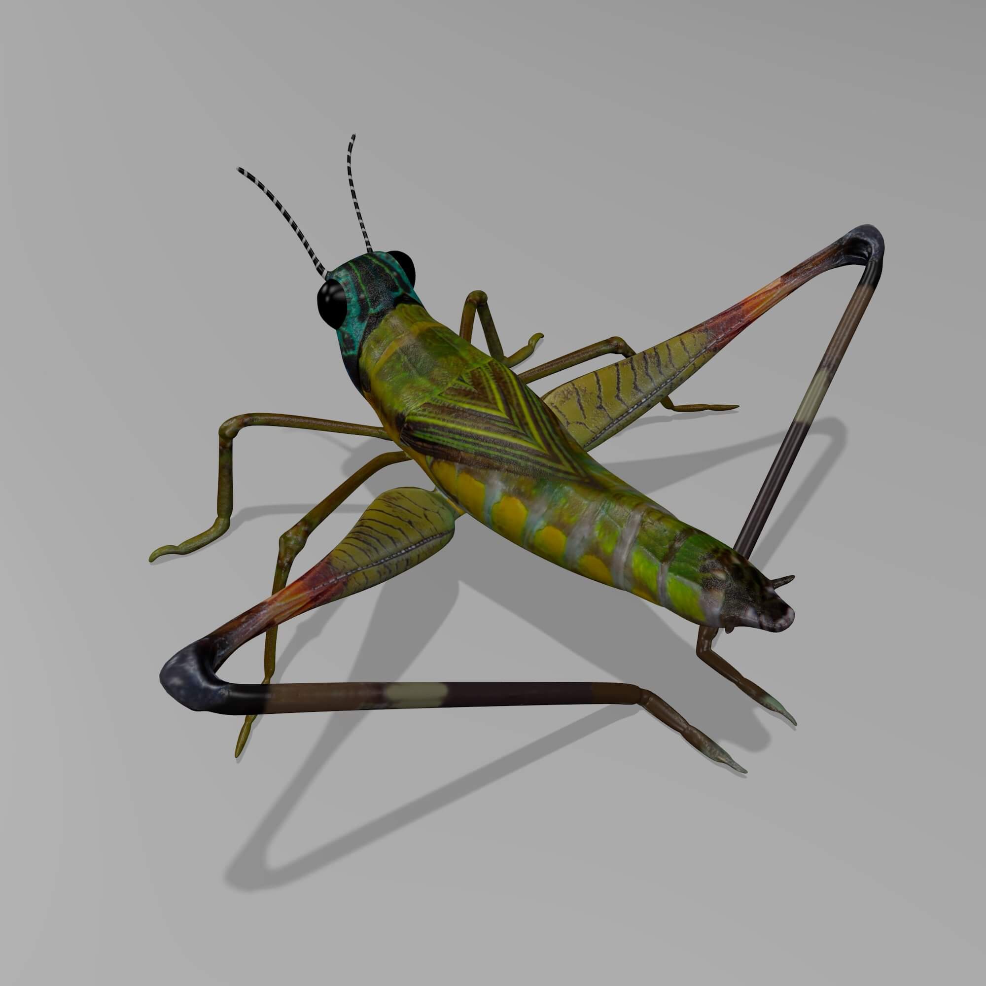 Cricket 3D Model