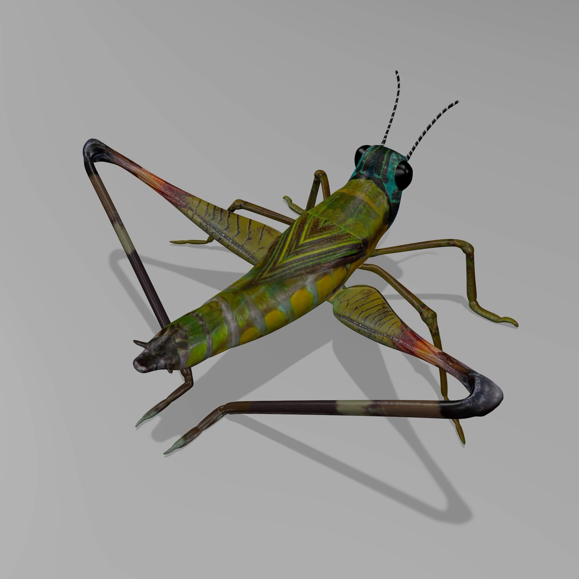 Cricket 3D Model