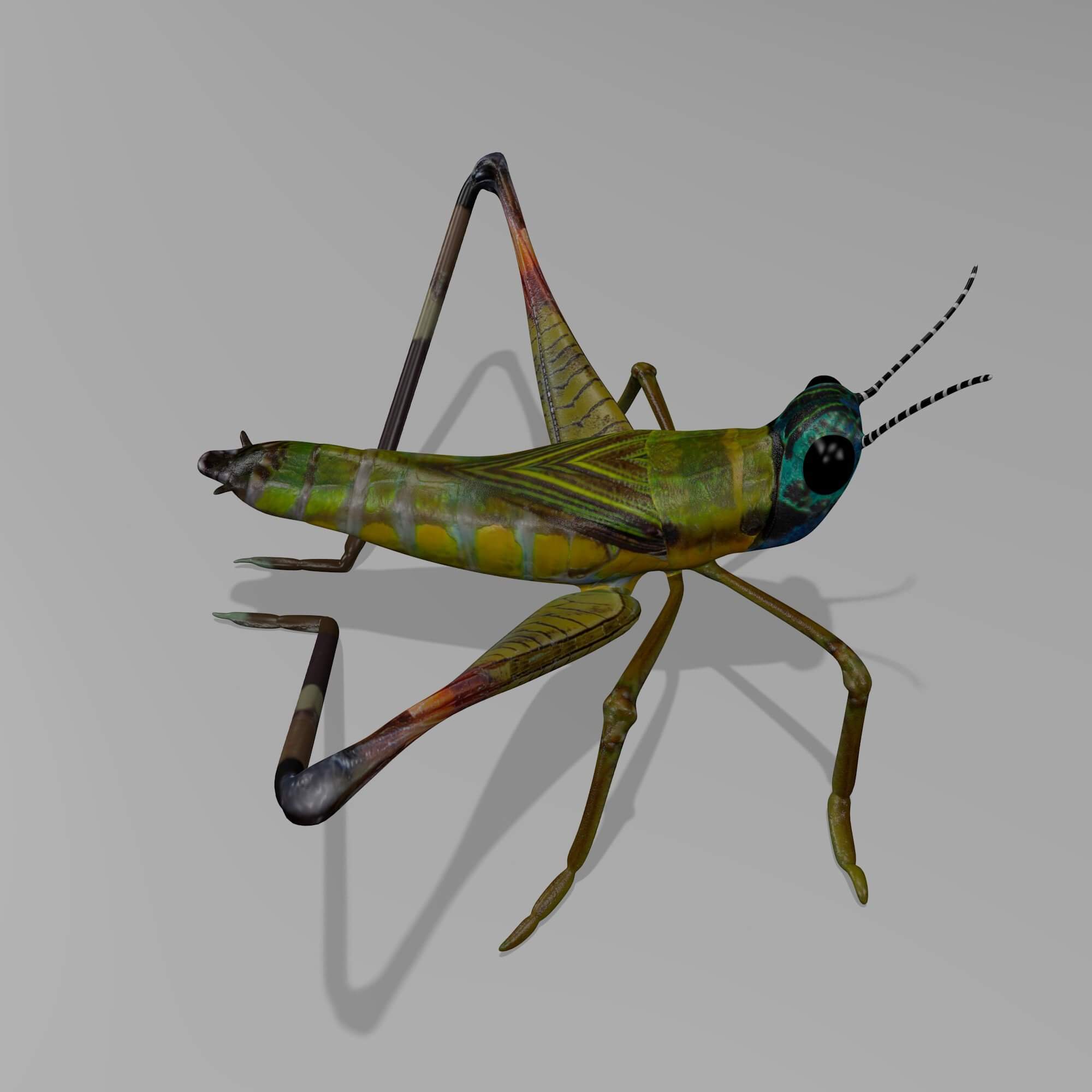 Cricket 3D Model