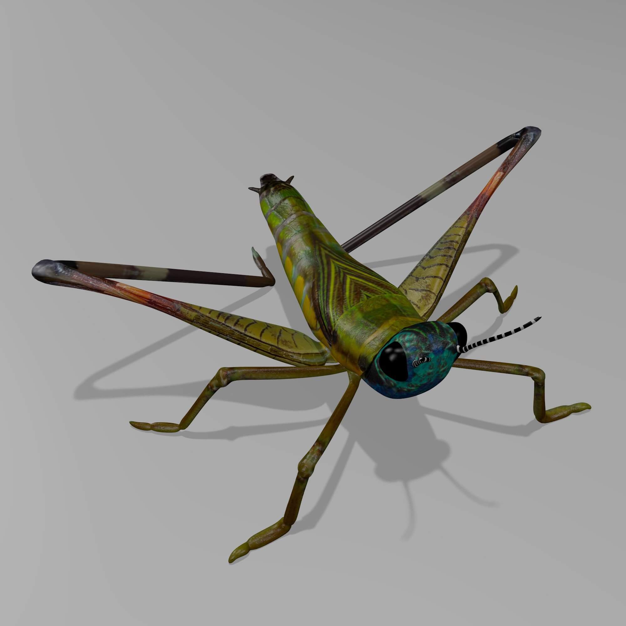 Cricket 3D Model