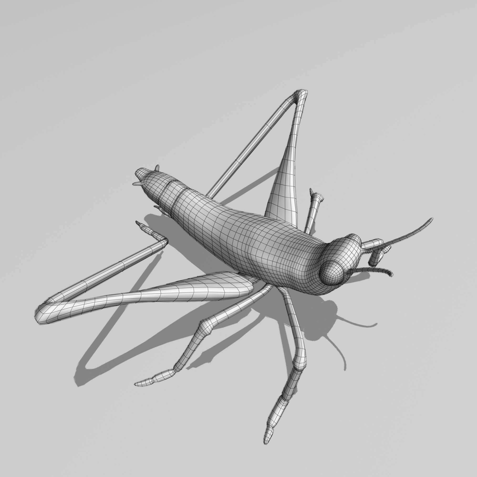 Cricket 3D Model