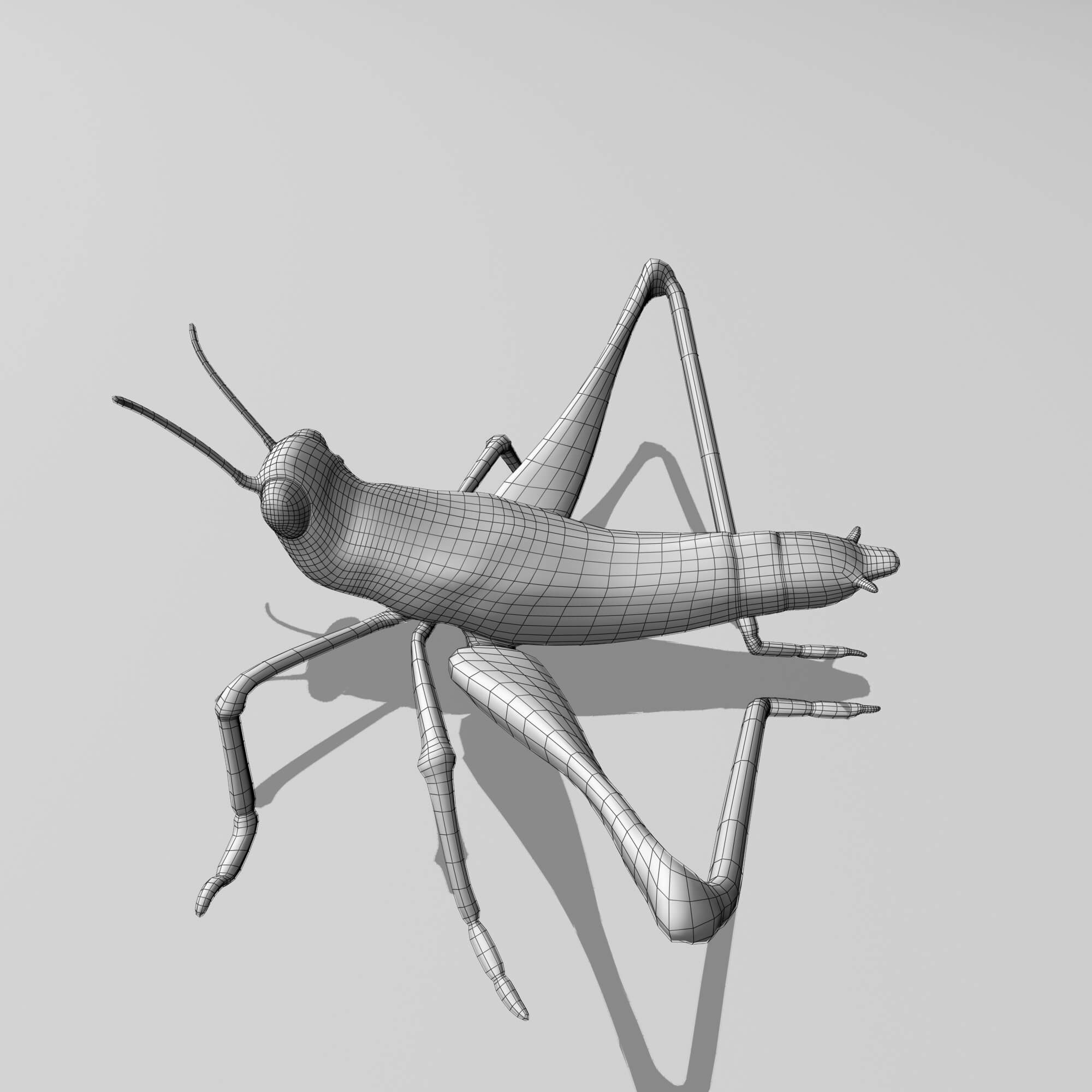 Cricket 3D Model