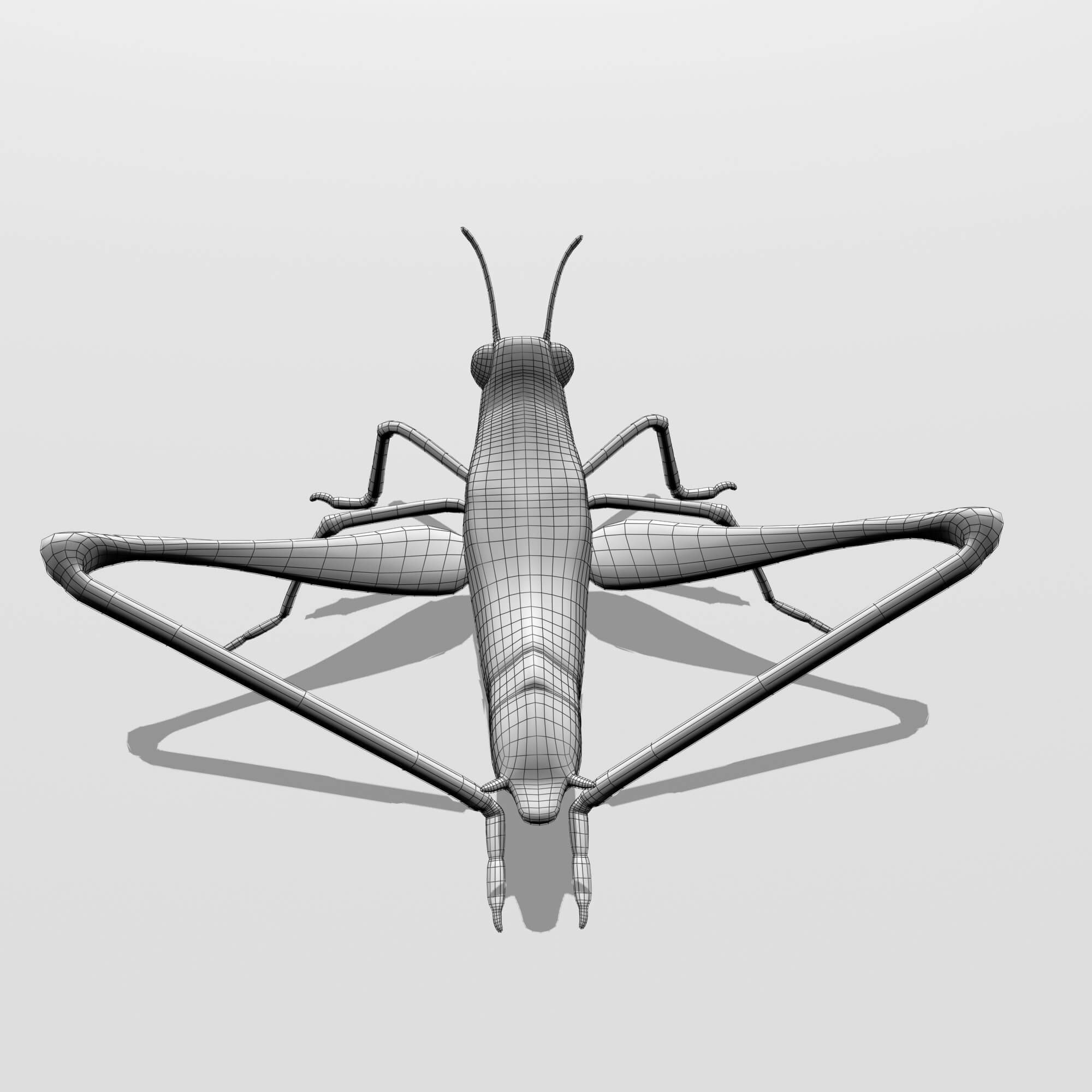 Cricket 3D Model