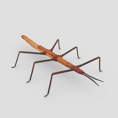 Stick Insect