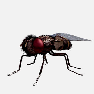 Fly Insect