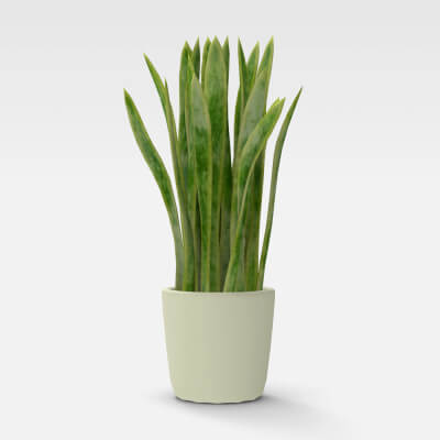 Potplant - Home Decor Plant 3D Model