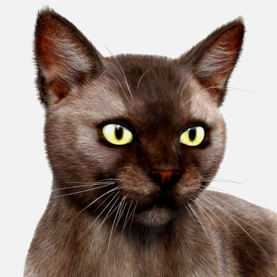 Burmese Cat for DAZ Studio