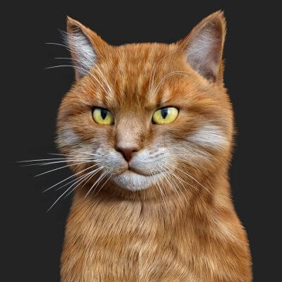 Cat Zeus for Daz Studio