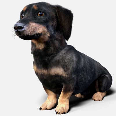 Dachshund Standalone