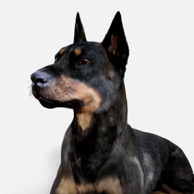 Doberman Standalone