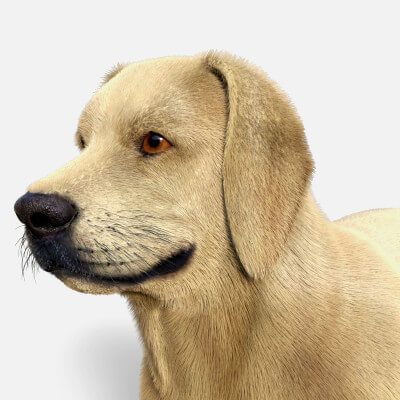 Labrador for Dog Nubis