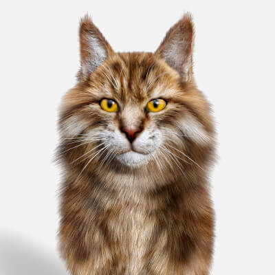 Maine Coon for Cat Mars