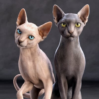 Sphynx for Cat Zeus