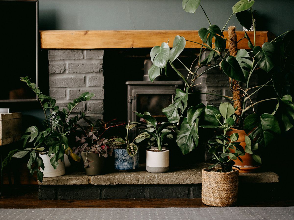 Image for Winter Houseplant Care: How To Keep Your Plants Happy and Alive This Winter