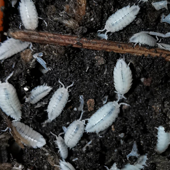 Dwarf White Isopods - 25 count – Reptile Ready